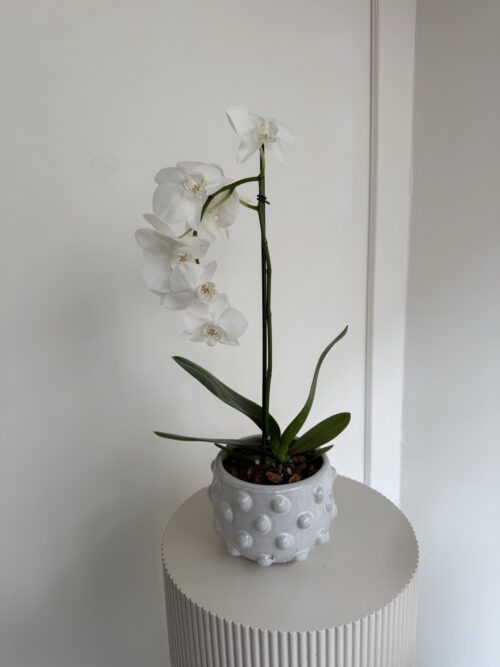 Potted Orchid