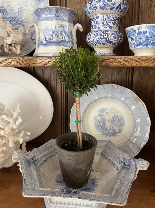 Live Single Ball Myrtle Topiary in 4 inch Pot